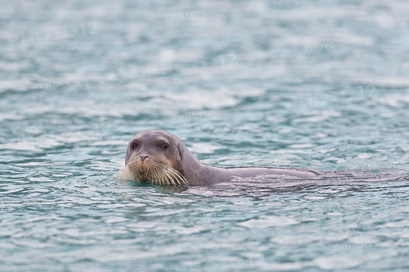 Bearded Seal or Square Flipper Seal (Erignathus barbatus)