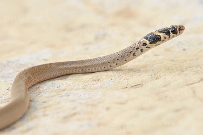 Ring-headed Dwarf Snake (Eirenis modestus)