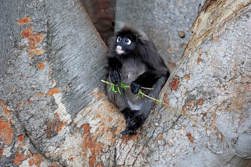 Dusky Leaf Monkey or Southern Langur (Trachypithecus obscurus)