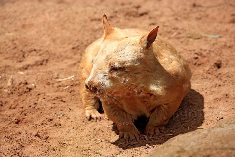 Southern Hairy-nosed Wombat (Lasiorhinus latifrons)
