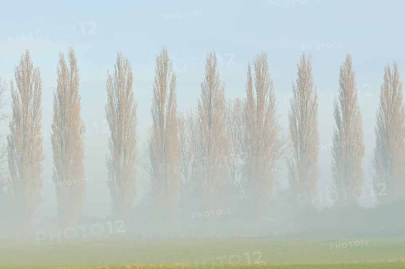Row of poplars (Populus nigra italica) in the fog