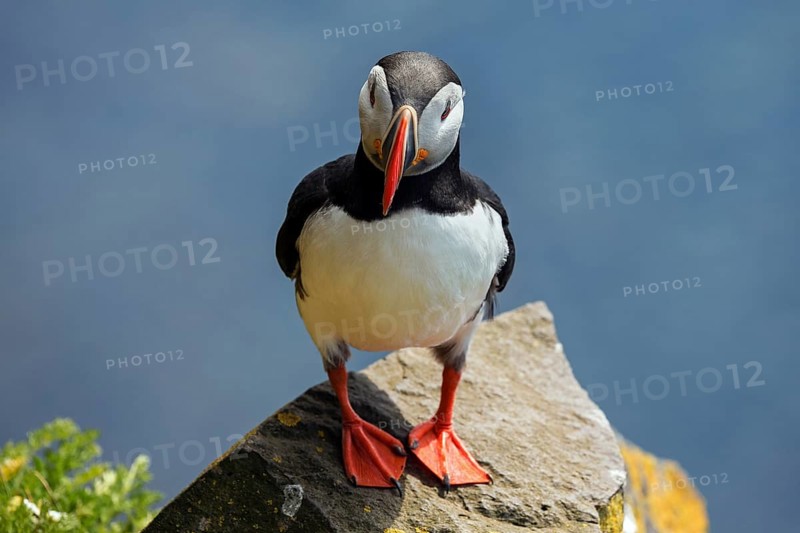 Puffin (Fratercula arctica)