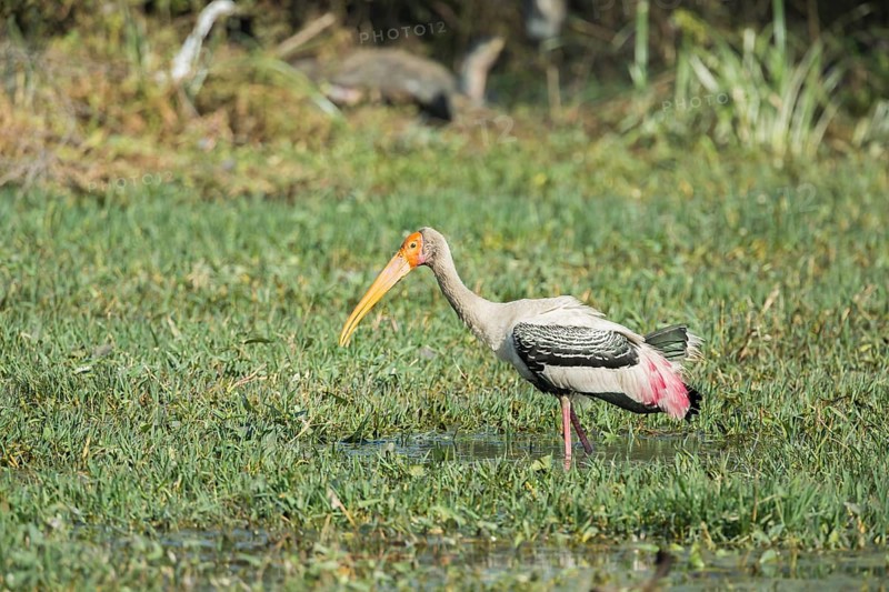 Painted Stork (Mycteria leucocephala)