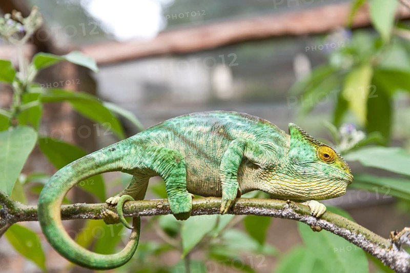 Parsons Chameleon (Calumma parsonii) on a branch