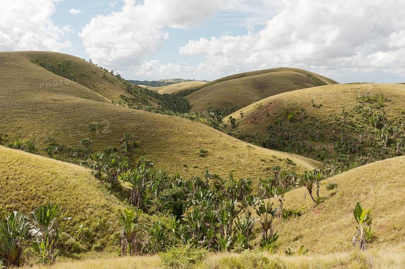 Deforested hills with forests of Traveller's Trees or Traveller's Palms (Ravenala madagascariensis) in the valleys