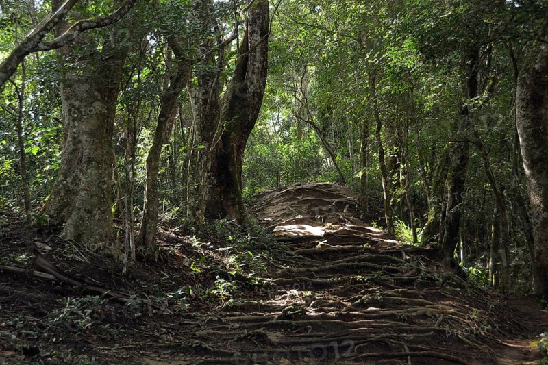 Roots covering a trail in the rainforest