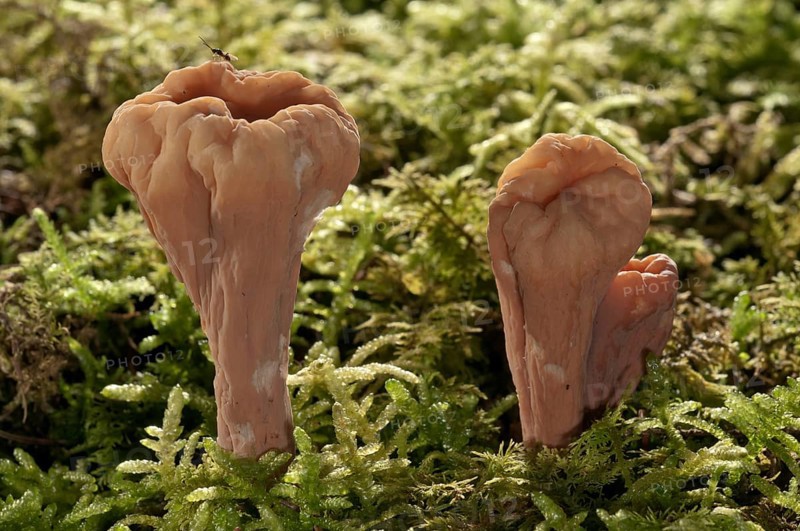 Giant Club Fungus (Clavariadelphus pistillaris)