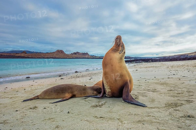 Galapagos Sea Lions (Zalophus wollebaeki)
