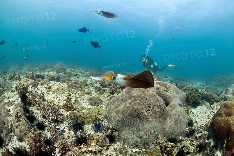 Bigfin Reef Squid (Sepioteuthis lessoniana)