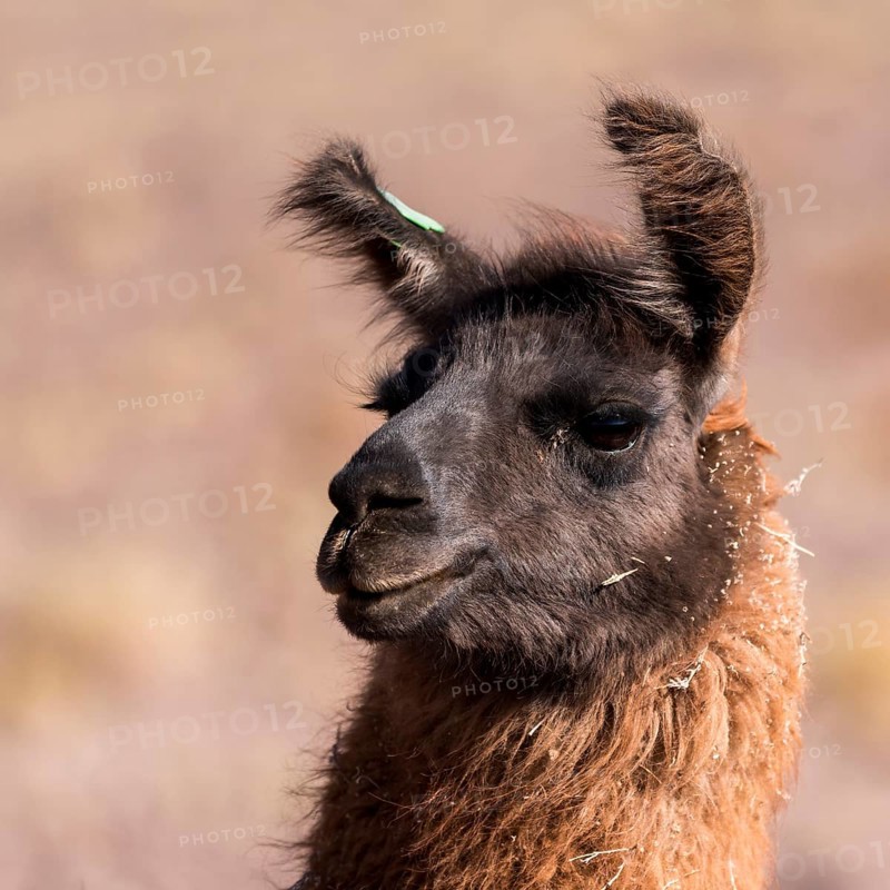 Llama (Lama glama)