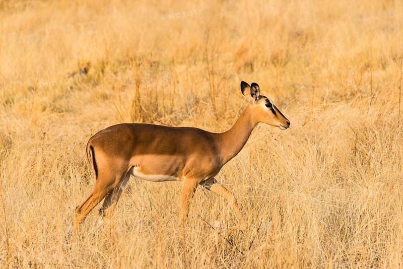 Black Faced Impala (Aepyceros melampus petersi) walking through the grass