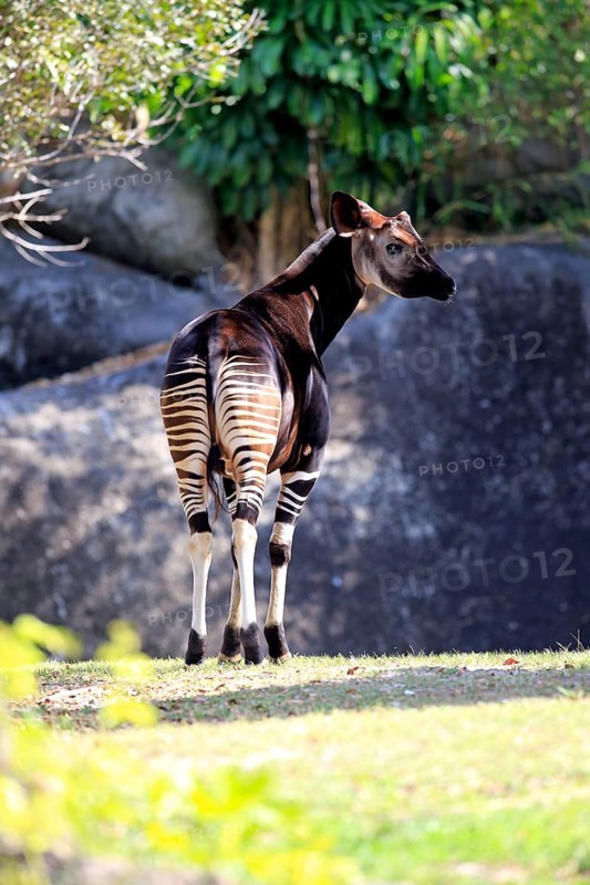 Okapi (Okapia johnstoni)