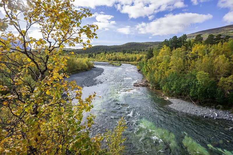 Autumn coloured birch trees on the Abiskojakka river