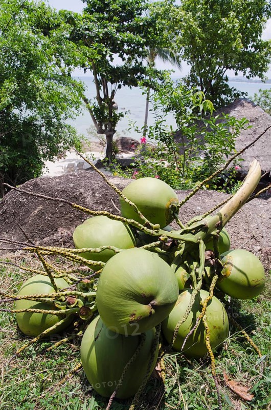 Bunch of coconuts