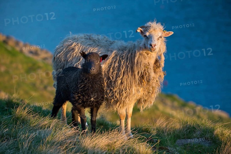 Ewe and lamb
