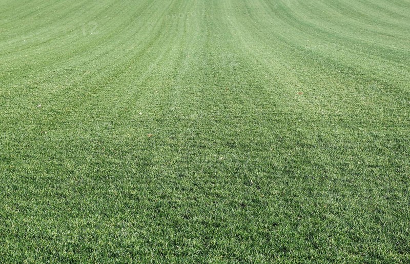 Turf