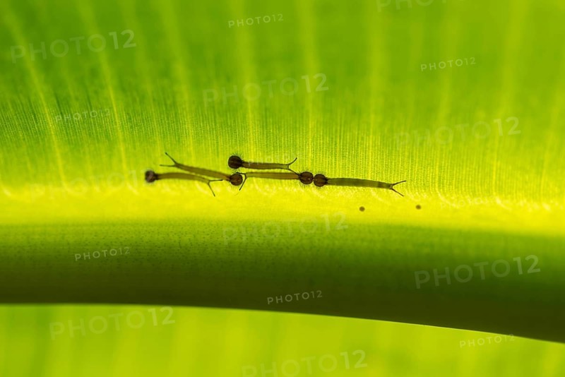 Young caterpillars of the Forest Giant Owl (Owl Butterfly) on the underside of a banana leaf