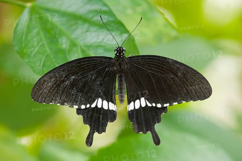 Common Mormon butterfly (Papilio polytes)