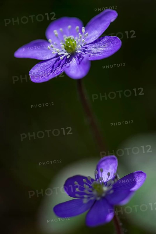 Hepatica or Liverwort (Hepatica nobilis)