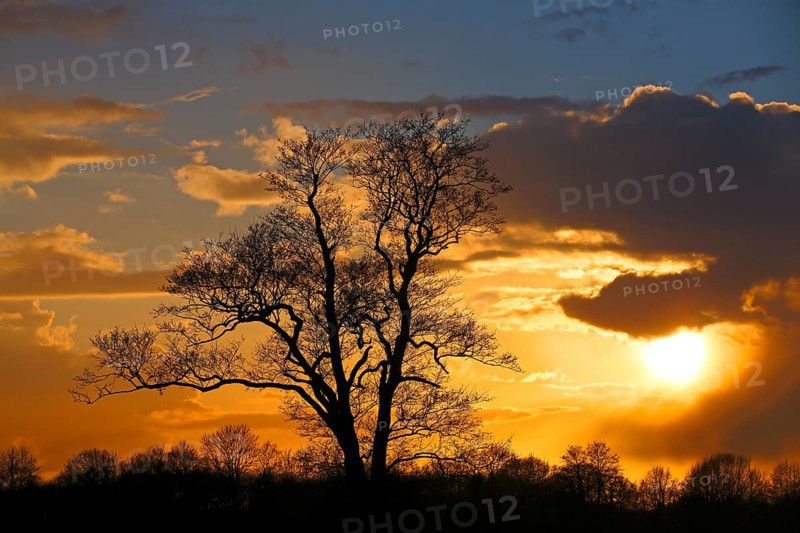Silhouette of a tree against a cloudy sky at sunset