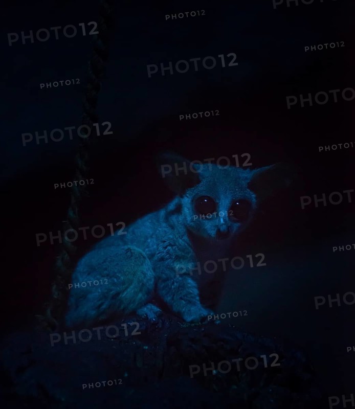 Galago or Bush Baby (Galagonidae