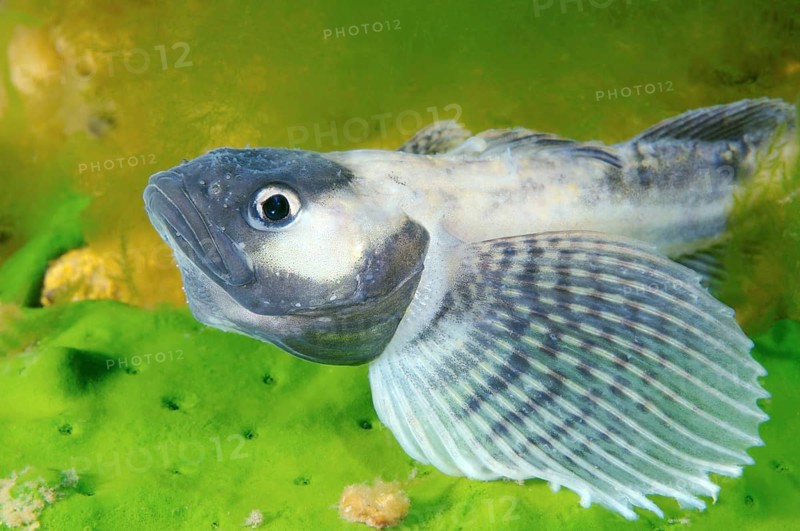 Yellow-fin Baikal Sculpin or Baikal Yellowfin (Cottocomephorus grewingkii)