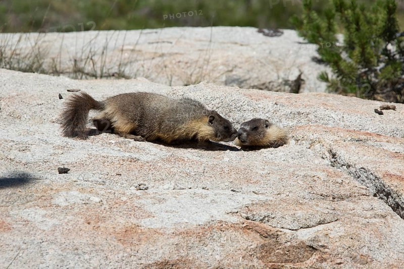 Yellow-bellied marmots (Marmota flaviventris)
