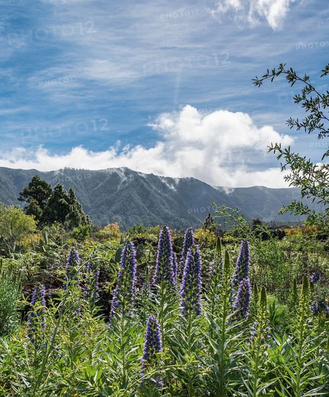Webb's Bugloss (Echium webbii)