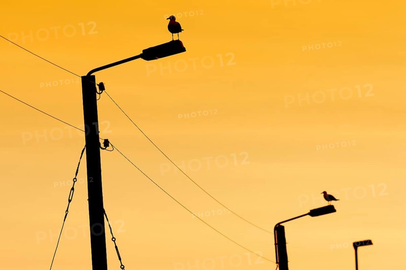 Seagulls on power poles