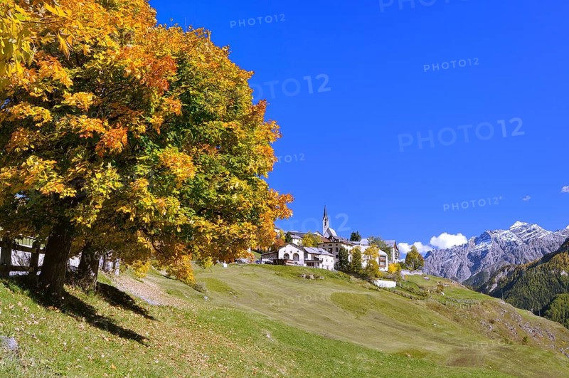 Autumnal tree