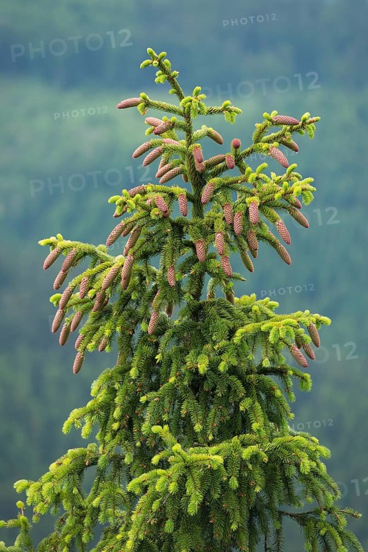 Common spruce (Picea abies)