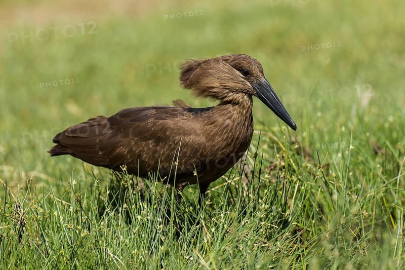 Hamerkop (Scopus umbretta)