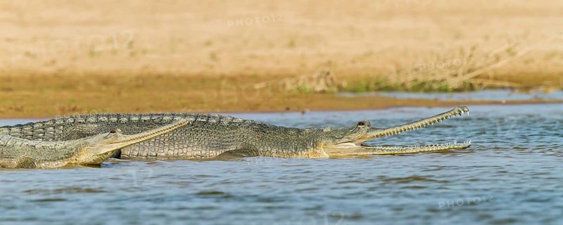 Gharial (Gavialis gangeticus)