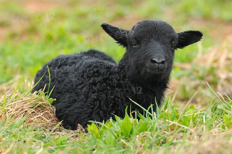 Newborn black lamb on a meadow