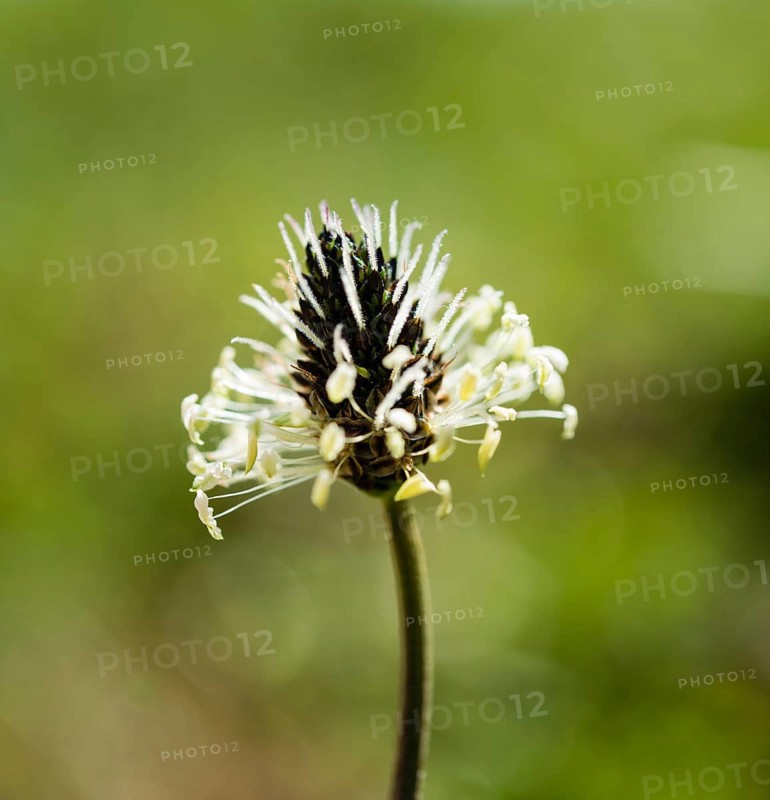 English Plantain (Plantago lanceolata)