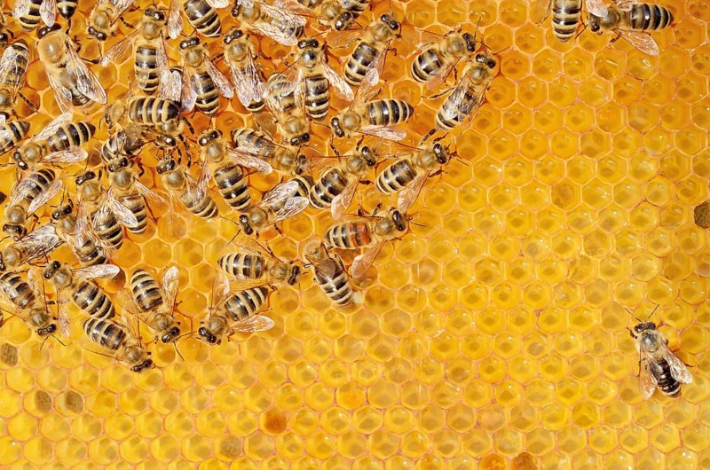 Colony of Honey Bees (Apis mellifera var carnica) on fresh honeycomb with honey