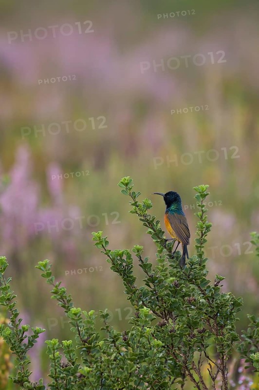 Orange-breasted Sunbird (Anthobaphes violacea)