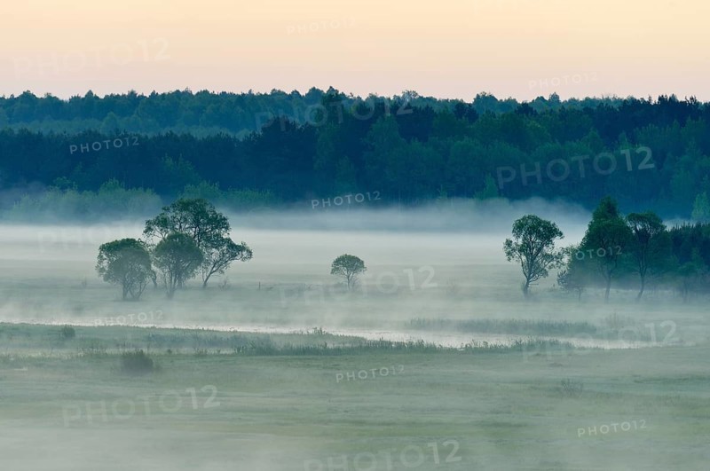 Landscape in morning mist