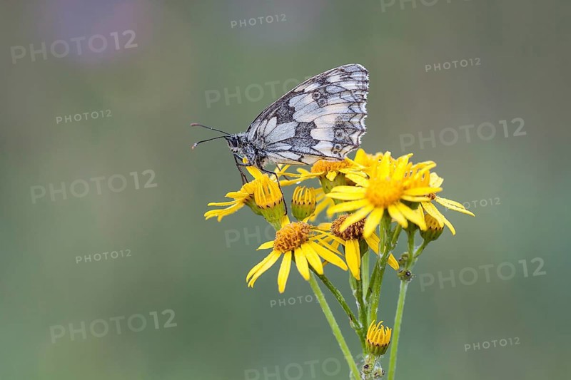 Marbled White (Melanargia galathea) on Ragwort (Senecio jacobaea)