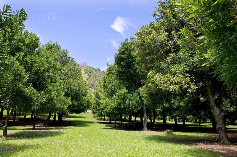Macadamia (Macadamia ternifolia)