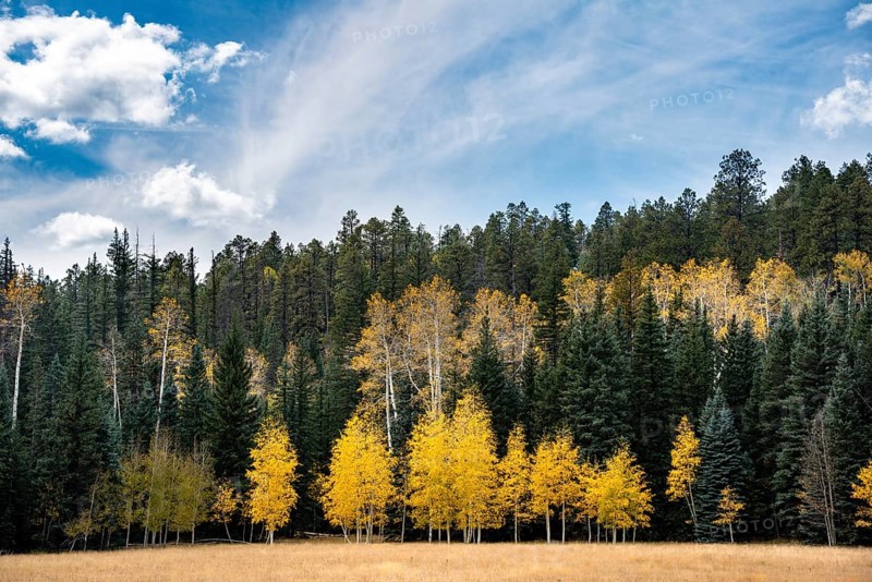 Autumnally colored Common aspens (Populus tremula) between Coniferous Forest