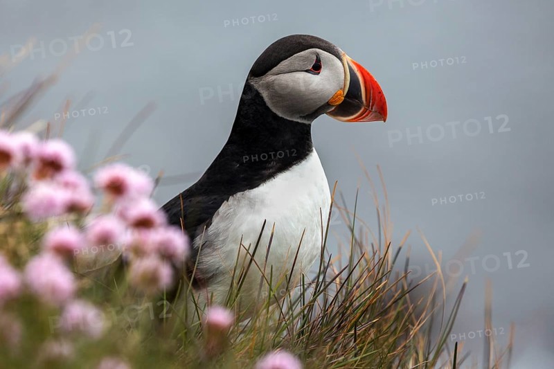 Puffin (Fratercula arctica)
