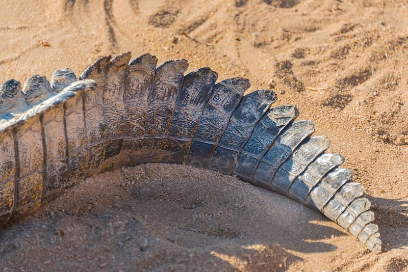 Tail of a Nile Crocodile (Crocodylus niloticus)