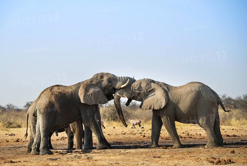 Two elephants playfully fighting