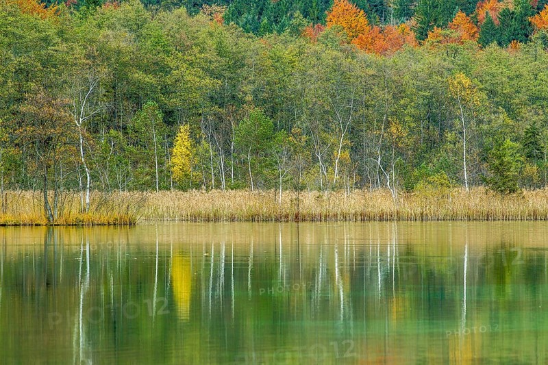 Autumn forest with its reflection in Almsee lake