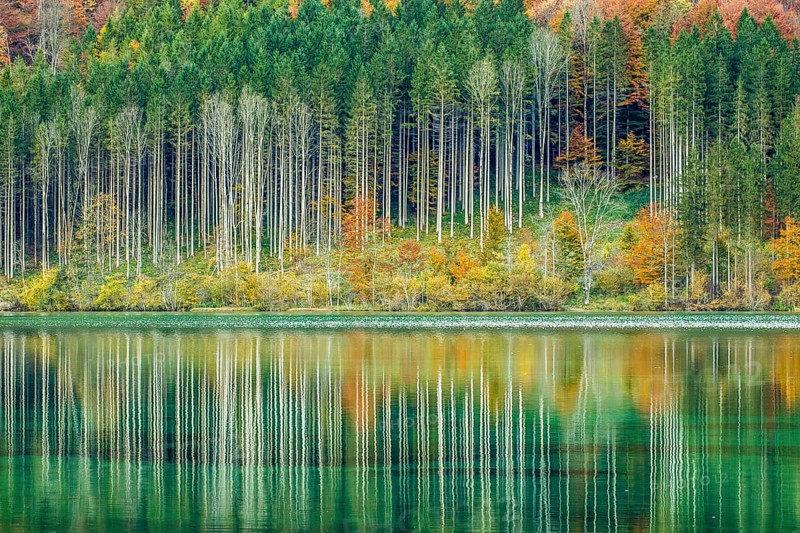 Autumn forest with its reflection in Almsee lake
