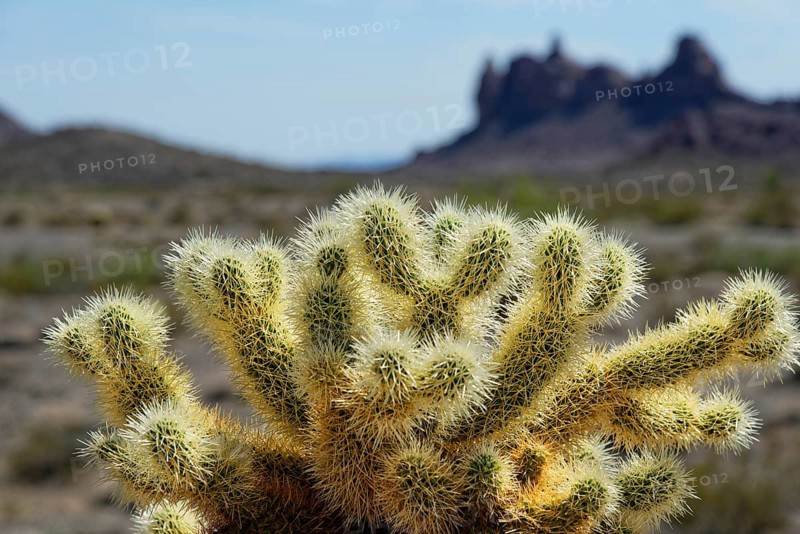 Cholla Cactus