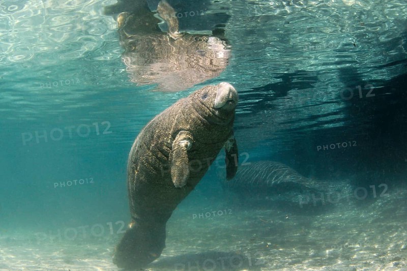 West Indian Manatee or Sea Cow (Trichechus manatus)