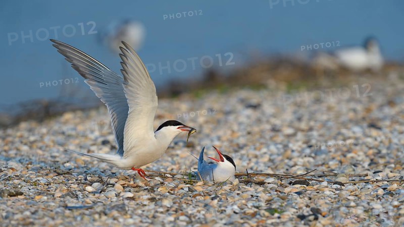 Common Tern (Sterna hirundo)