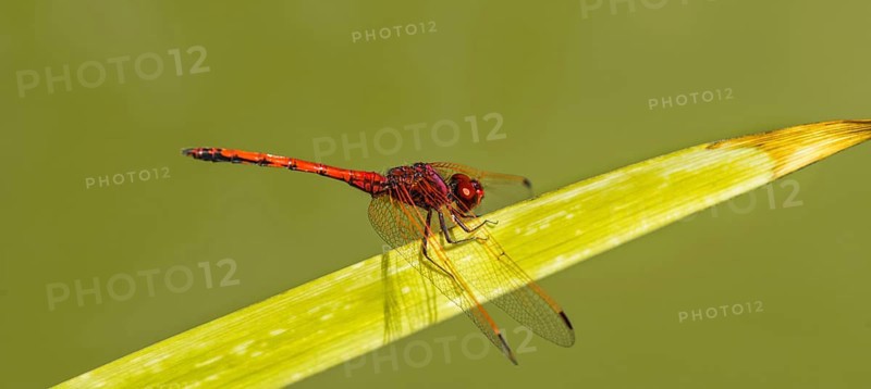 Red-veined Darter (Sympetrum fonscolombii) on leaf